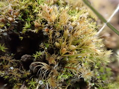 Pleuridium acuminatum