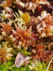 Sphagnum medium