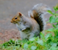 Sciurus carolinensis
