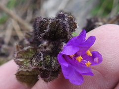 Mirabilis melanotricha