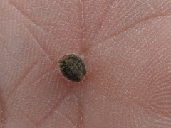 Mirabilis melanotricha