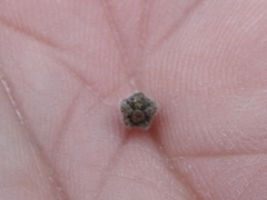 Mirabilis melanotricha