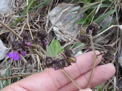 Mirabilis melanotricha