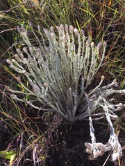 Helichrysum argyrolepis