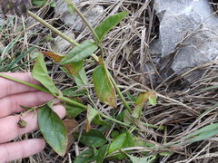 Mirabilis melanotricha