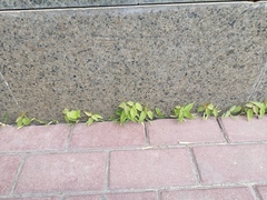 Acer negundo