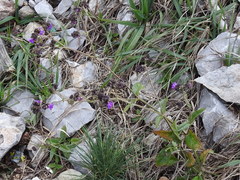 Mirabilis melanotricha