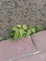 Acer negundo