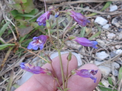 Penstemon oliganthus
