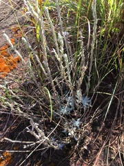 Helichrysum argyrolepis