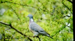 Columba palumbus
