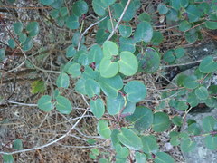 Rhododendron williamsianum