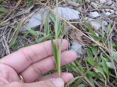 Penstemon oliganthus