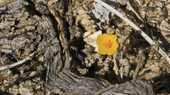 Eschscholzia lobbii