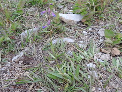 Penstemon oliganthus