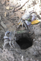 Episesarma versicolor