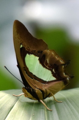 Polyura hebe plautus