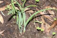 Allium triquetrum