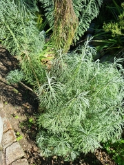Hymenolepis crithmifolia