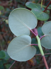 Rhododendron williamsianum