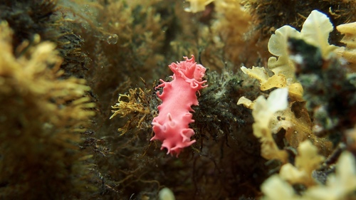 Verconia verconis
