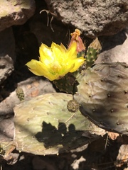 Opuntia decumbens