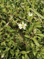 Stellaria alsine