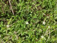 Stellaria alsine