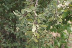 Agelanthus natalitius zeyheri