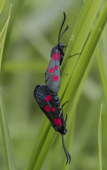 Zygaena trifolii