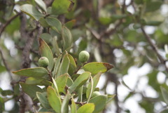 Agelanthus natalitius zeyheri