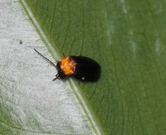 Abscondita cerata