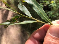 Acacia neriifolia