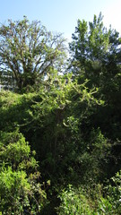 Iochroma arborescens