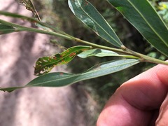 Acacia neriifolia