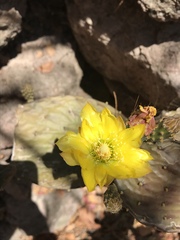 Opuntia decumbens