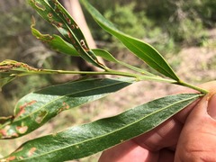 Acacia neriifolia