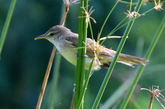 Oriental Reed-Warbler photo 3