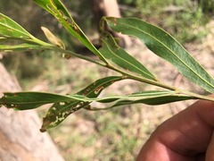 Acacia neriifolia