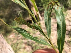 Acacia neriifolia