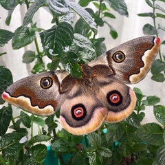 Saturnia pyri