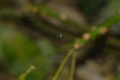 Leucauge argentina