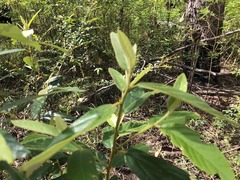 Acacia neriifolia