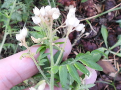 Polemonium foliosissimum