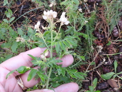 Polemonium foliosissimum