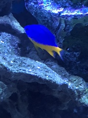 Chrysiptera hemicyanea