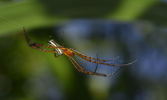 Leucauge wulingensis
