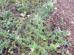 Polemonium foliosissimum