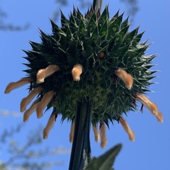 Leonotis nepetifolia var. africana image