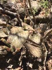 Opuntia decumbens